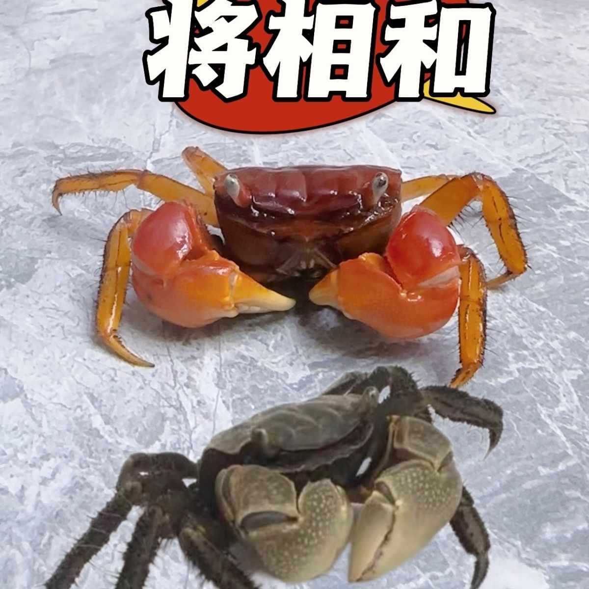网红懒人爬宠相手蟹过年夜市摆摊深水观赏蟹将军蟹淡水鱼缸除藻
