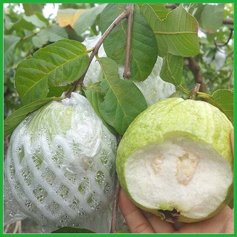 芭乐广东茂名新鲜水果白心番石榴脆口软果园直供现摘现发厂家