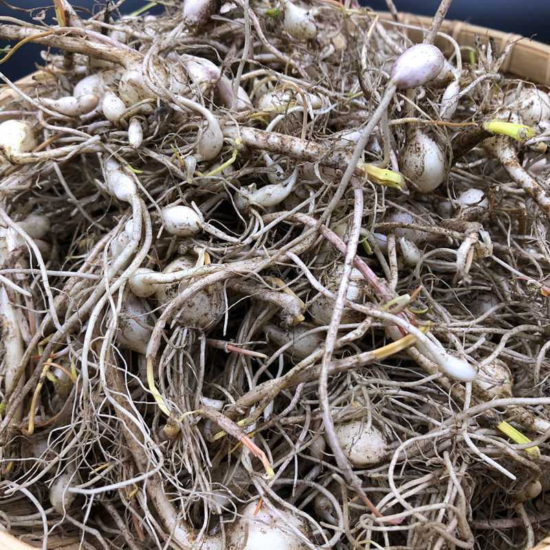 新鲜野生小根蒜长白山野菜小根菜大脑瓜嘣蹦山菜2斤顺丰分区包邮