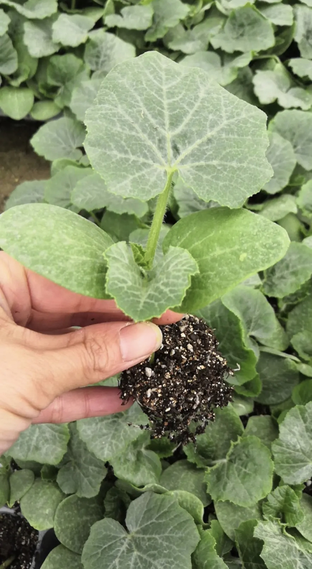 迷你南瓜种苗板栗南瓜种苗味甘甜粉糯贝贝小南瓜种子黑绿色南瓜苗