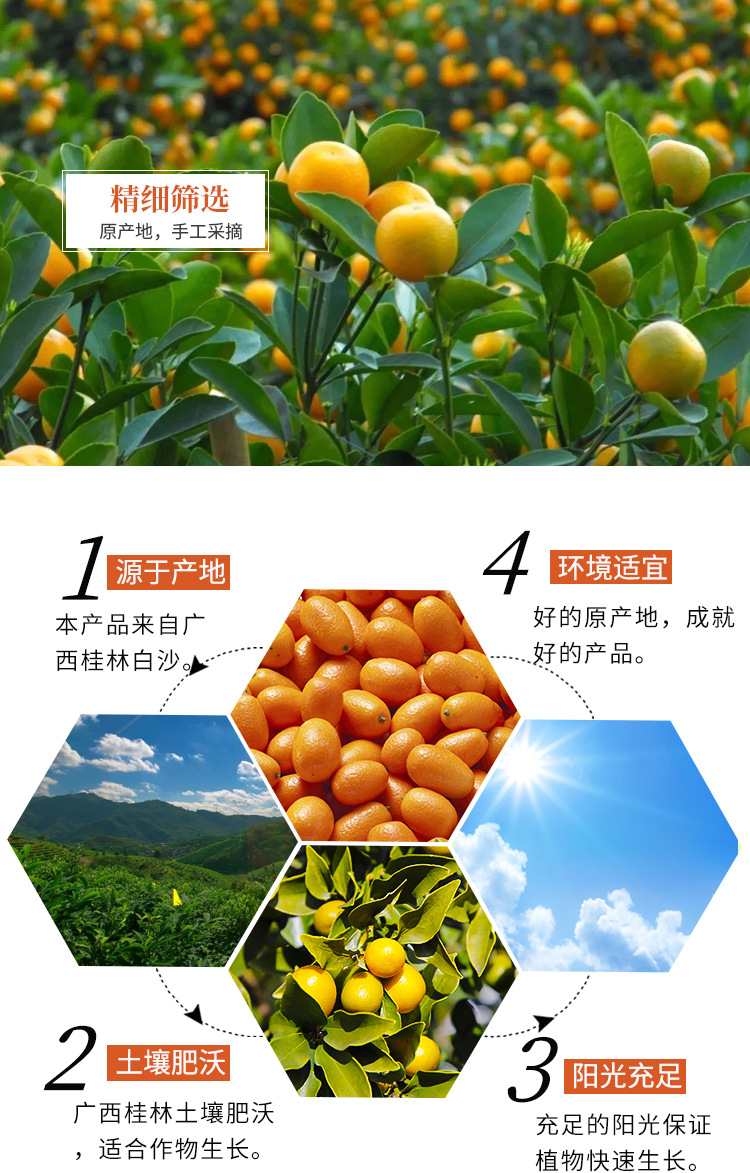 金之粟广西金桔片金桔茶金桔干100克源头厂家批发