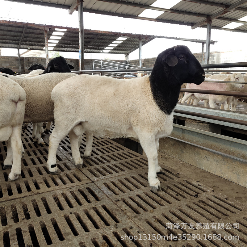 养50只澳洲白绵羊头胎母羊一年利润 黑头6月龄杜泊绵羊羊羔价格
