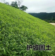 批发批发狗尾巴草种子野草种杂草种籽狗尾草种子耐旱绿化观赏草籽