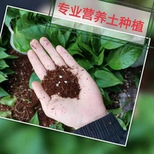 绿箩植物绿萝盆栽大叶花卉吊篮盆栽除绿植盆栽直销厂家跨境批发