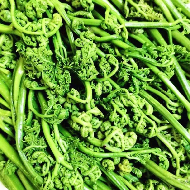 水蕨菜东北特产土特产 袋装保鲜 蕨菜保鲜绿色食品 水蕨菜山野菜