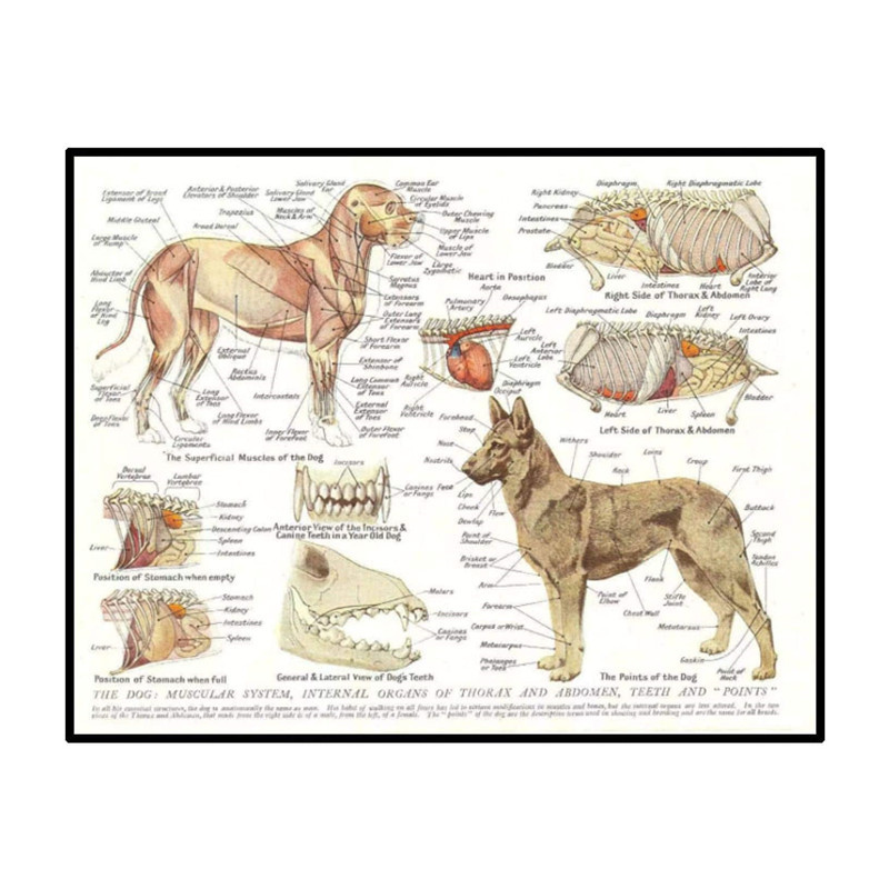 狗的肌肉和器官图片动物解剖病理墙艺术画海报帆布绘画家居装饰画