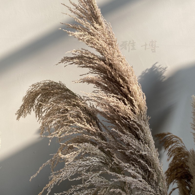 北欧风铁杆芦苇麻灰色芦竹婚礼场景布置外贸摄影道具颜色