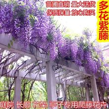 紫藤花树苗当年开花 庭院棚架绿化四季种植爬藤植物 多花紫藤苗