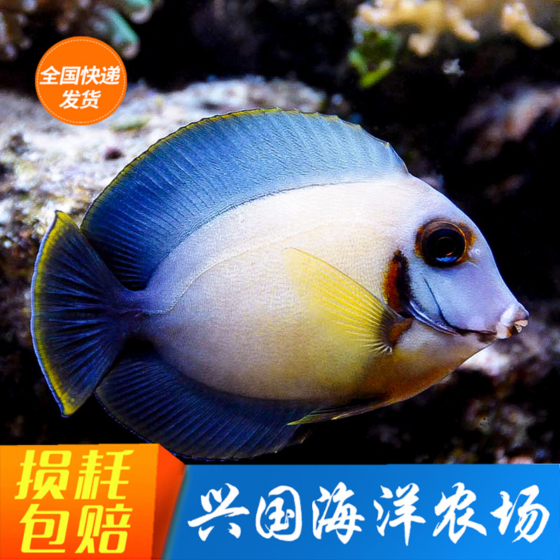 柠檬吊 巧克力吊黄倒吊黄金一字吊神仙鲽鱼蝴蝶鱼兴国海洋农场