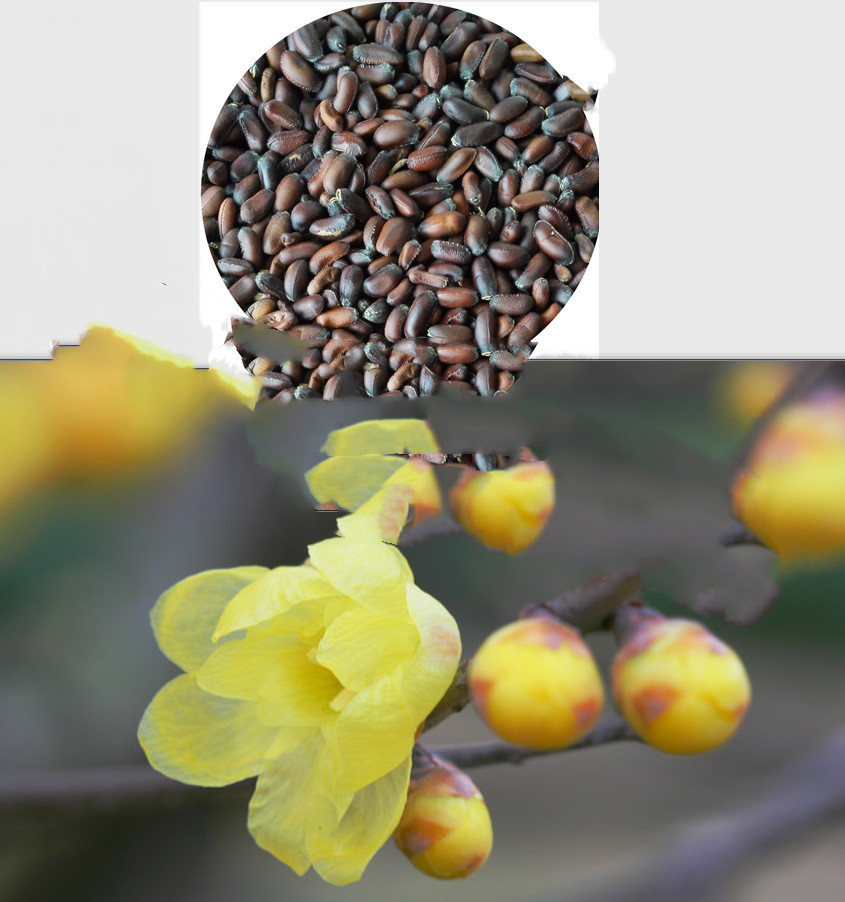 冬季观赏树种子腊梅梅花种子冬季观花树