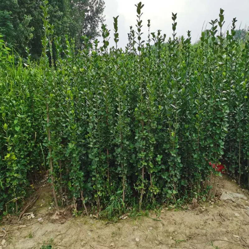 围墙篱笆植物北海道黄杨苗大叶冬青树苗四季常青绿化耐寒庭院绿篱
