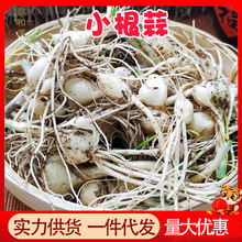 东北小根蒜5斤整箱大脑瓜蹦春季现挖野菜批发3斤野蒜野葱小根菜头