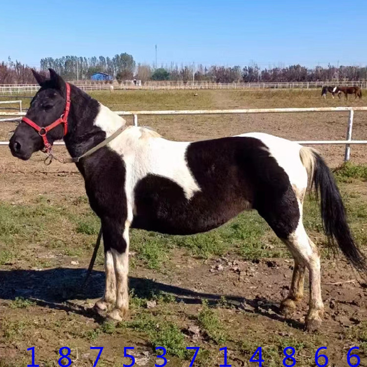 国产混血白龙马哪里买 5岁德保矮马成年人骑乘半血马社特兰宠物马