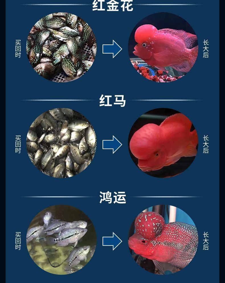 观赏鱼好养耐活鱼活体热带鱼罗汉鱼苗批发大型罗汉鱼大苗起头爆头