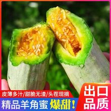 【出口品质】现摘头茬山东羊角蜜甜瓜批发新鲜羊角脆甜小香瓜蜜瓜