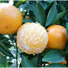 广西皇帝柑贡柑沃柑桔子苗橘子树苗桔子蜜桔橘子柑橘当年结果南方