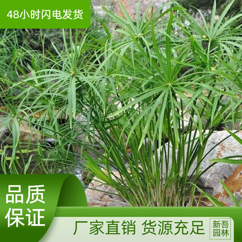 水生水培植物龟水竹盆栽水棕竹鱼缸水池塘 旱伞草风车草苗