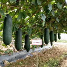 和利农广东黑皮大冬瓜种子高产黑瓜菜种籽春秋季杂交冬瓜蔬菜种孑