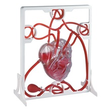 心脏模型硅胶展示香港科学器官结构摆台心脏模型儿童实验玩具