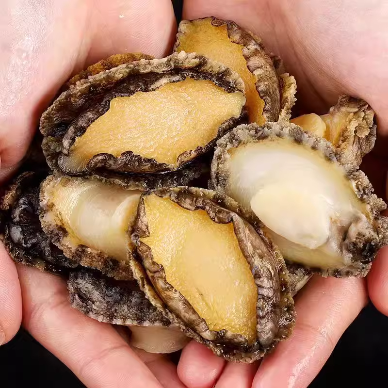 南日岛鲍鱼肉鲜活去壳鲍鱼仔新鲜海捕冷冻大鲍鱼顺丰包邮1斤3斤5