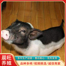 哪里有卖宠物猪长不大的小猪宠物猪什么价格商业展览用宠物猪