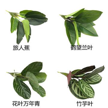 新款高仿真过胶花叶万年青 小旅人蕉 竹芋叶 鹤望兰花箱装饰绿植