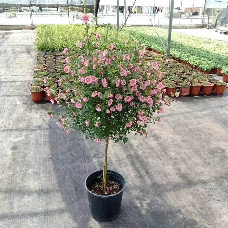 小木槿棒棒糖花苗盆栽阳台庭院耐寒植物花卉耐热好养四季开花树苗