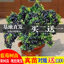 蓝莓树果苗带果蓝莓苗盆栽果树苗当年结果南北方种植兔眼特大阳台