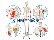 人体骨骼附半边肌肉着色附韧带模型