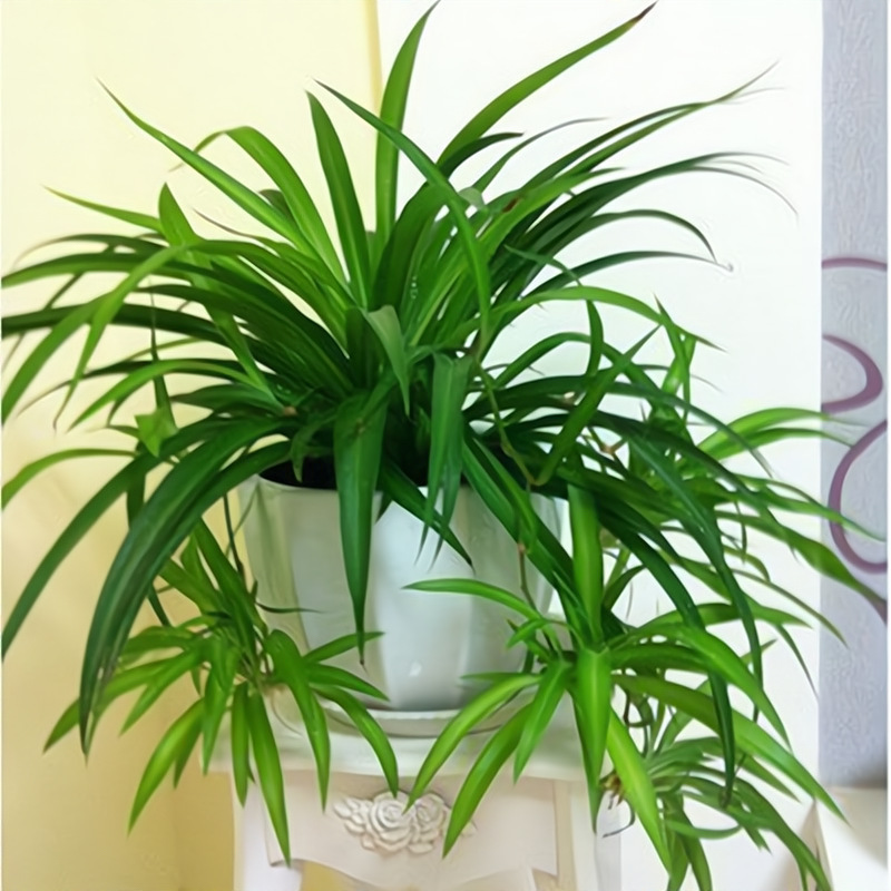 花卉盆栽绿萝发财树金边吊兰植物盆栽绿植水培植物室内好养绿植