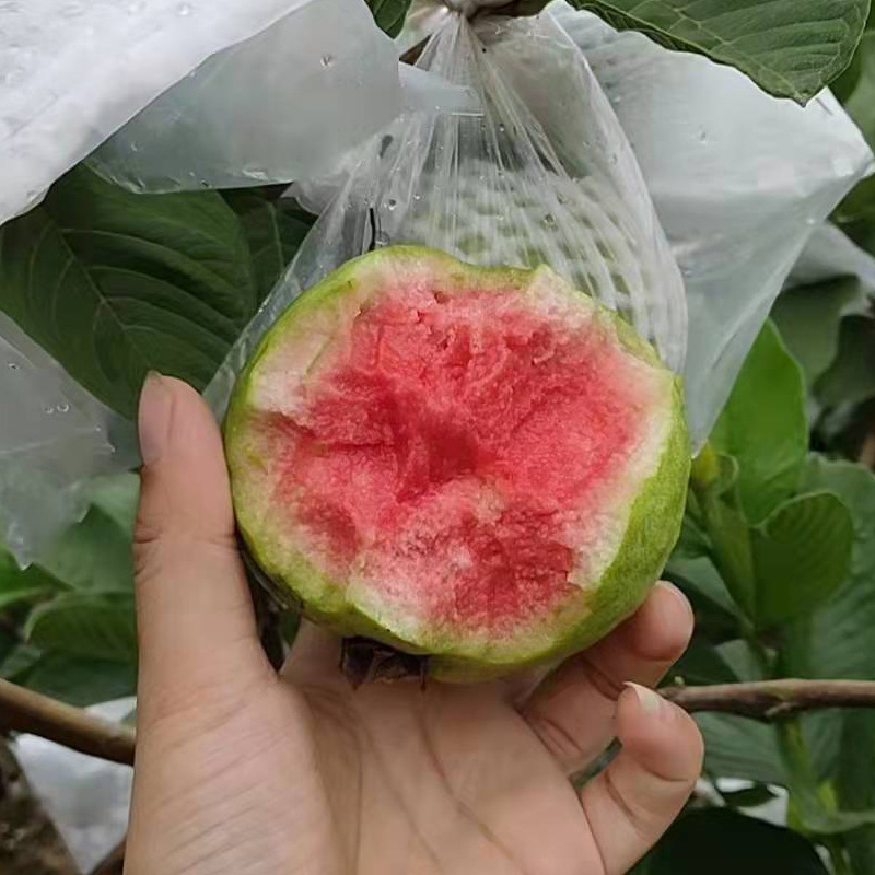 一件代发红宝石番石榴鸡屎果台湾红心芭乐水果广东广州南沙万顷沙
