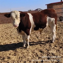 西门塔尔肉牛犊批发4-5个月改良小牛犊养殖活体肉牛种牛活牛价格