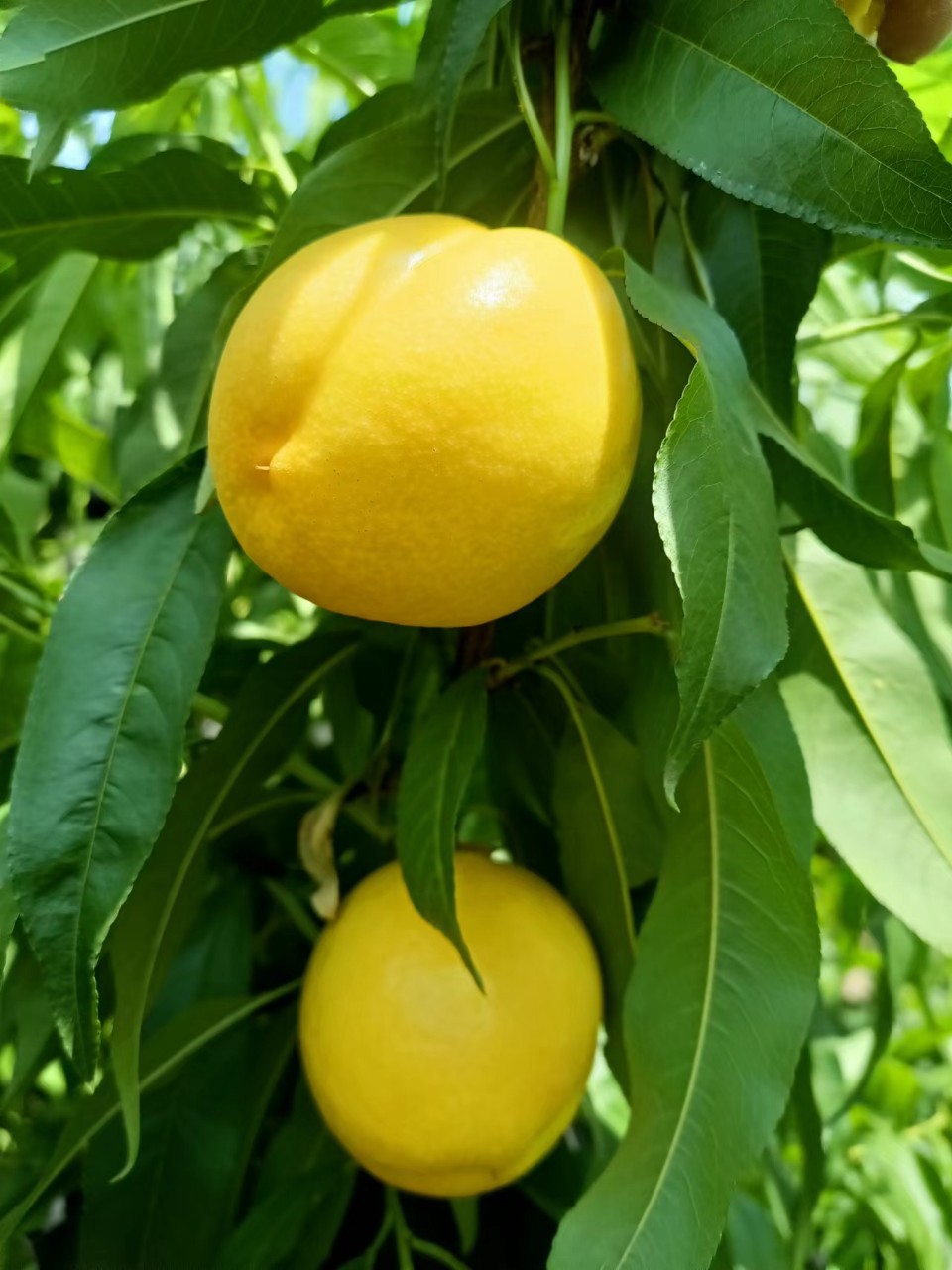 黄金油桃新鲜水果黄桃黄金桃脆甜桃孕妇水果黄金蜜桃一件代发批发