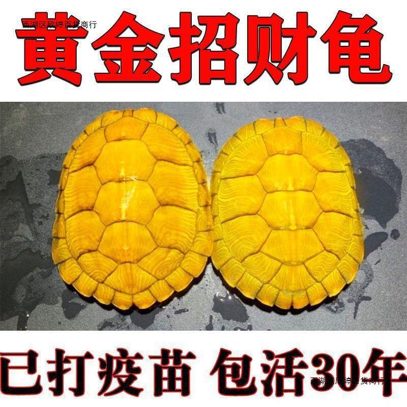 黄金龟金钱龟稀有观赏金龟宠物乌龟活物活体吃菜龟长寿深水龟