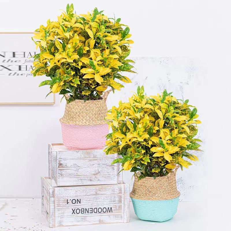 黄金万两盆栽洒金榕绿植办公室内耐寒花卉阳台好养四季变叶木植物