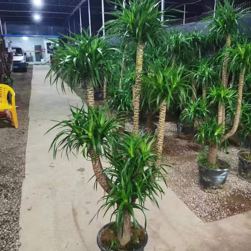 室内植物龙血树盆栽龙须树大型绿植吸甲醛客厅净化空气