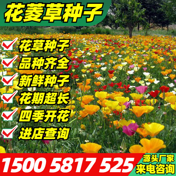 花菱草种子春秋播种多年生耐寒花种绿化花籽美丽乡村花海花卉种子