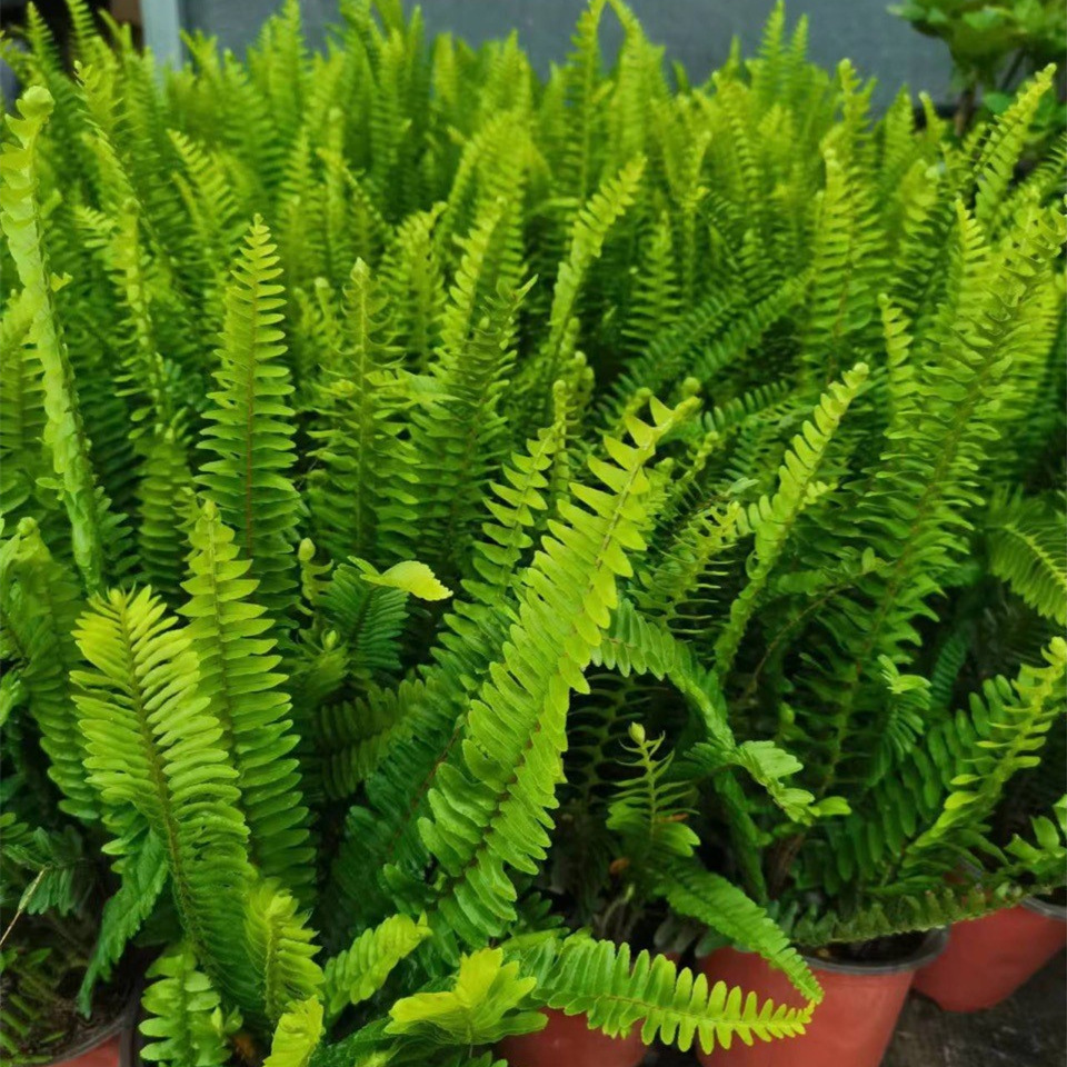 肾蕨盆栽室外庭院办公室室内阳台净化空气好养植物蕨类绿植28装