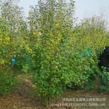 木槿 丛生木槿 木槿价格 绿化树苗 绿化苗木 庭院观花植物