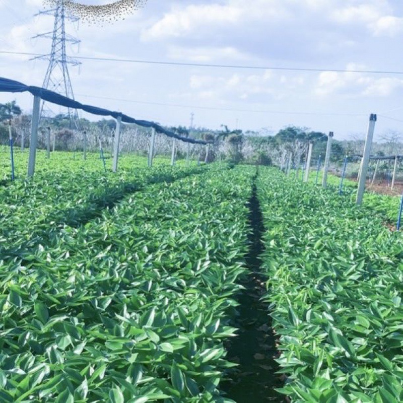 老桩平安树盆栽大型绿植四季懒人客厅室内植物观赏-阿里巴巴