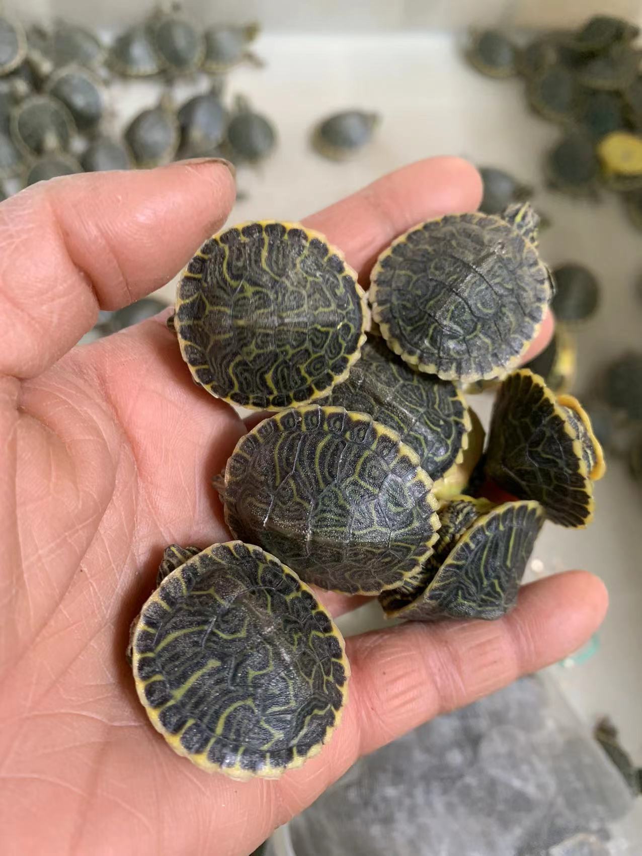 佛洲甜甜圈龟苗活物佛州彩龟深水宠物小乌龟鱼缸深水东部吃菜龟