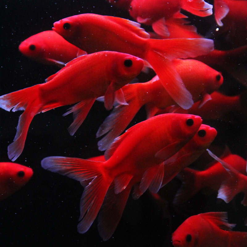 黑眼冷水鹦鹉鱼观赏鱼迷你活鱼长短尾淡水室内锦鲤鱼苗好养草金鱼