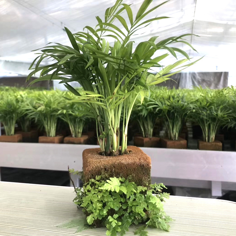 基质棉植物仿土无机海绵盆栽无土海绵植物墙绿植室内绿化植非绿萝