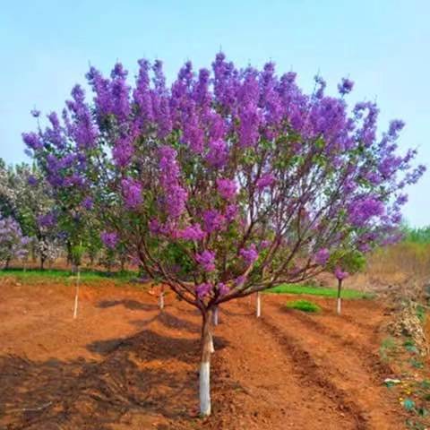 小美庭院景观绿化苗木植物丁香花丁香树苗丁香花树四季开花易成活