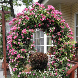 藤本月季安吉拉爬藤花卉做拱门花墙蔷薇四季花易活好养植物耐寒热