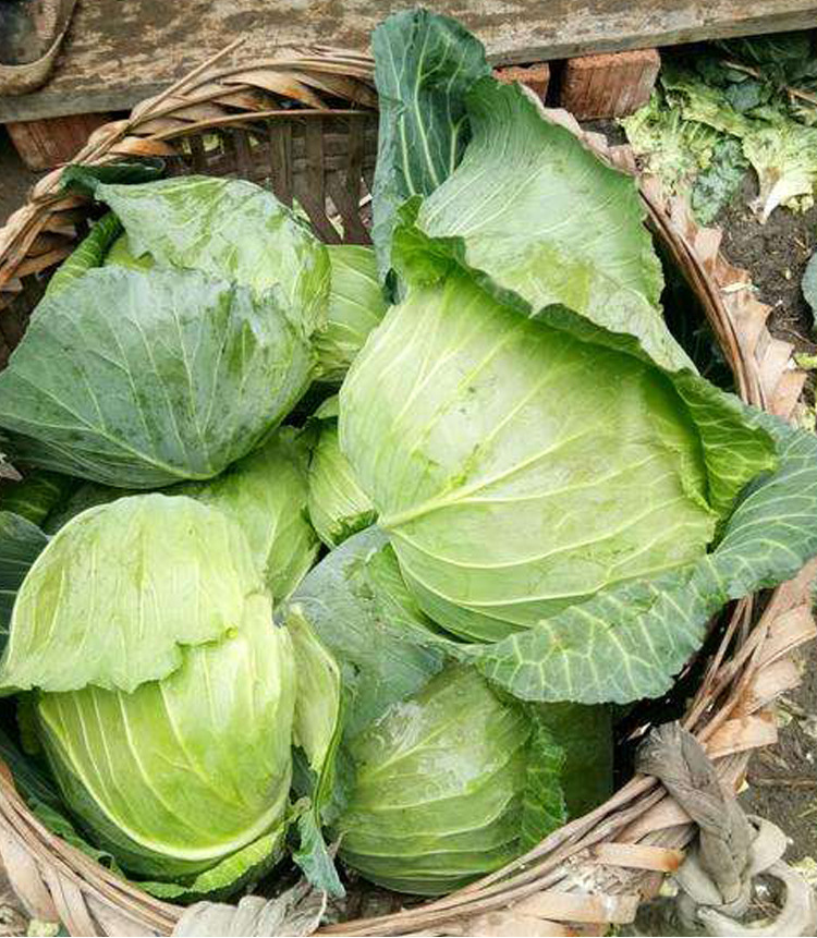 早熟耐寒扁甘蓝种籽包菜卷心菜大头菜种子四季春秋季庭院蔬菜种孑