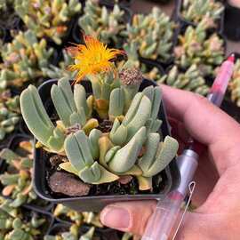 蟹钳多头实拍7cm盆肉锥生石花多肉植物基地直销量大从优