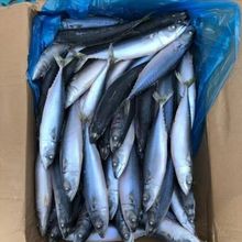新鲜青占鱼一箱一斤两条左右鲅鱼鲐鲅鱼青条鱼鲜活冷冻海鲜海产品