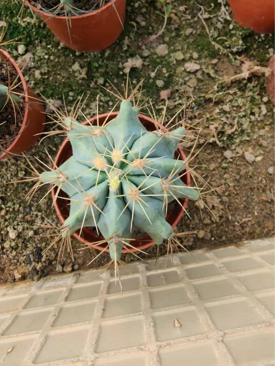 多肉仙人球鲜花掌形盆栽玫瑰多肉.实生王冠龙 基地直供稀有无刺