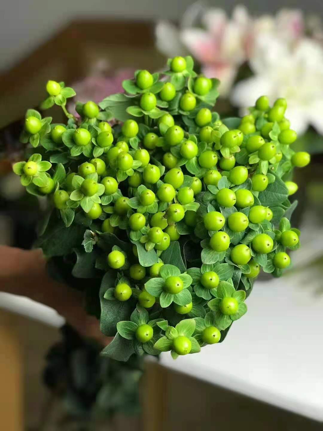 云南昆明鲜切花基地批发 火龙珠相思豆红豆绿豆白豆粉豆 鲜花直批